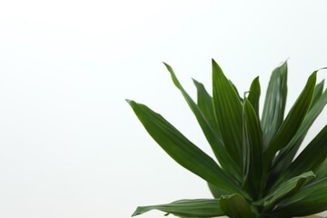 Green dracaena Compacta plant near white wall, space for text. House decor