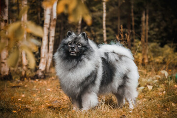 Pedigree Keeshond spitz breed with thick fluffy coat standing on grass in seasonal woodland, warm...