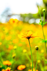 Sunlit Field of Yellow Cosmos in Full Bloom
