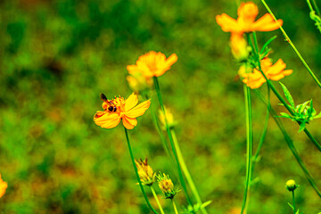 Yellow Cosmos Blossoms Flourishing in Warm Summer Breeze