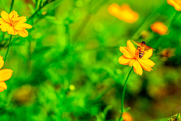Nature’s Beauty in Blooming Yellow Cosmos Under Sun