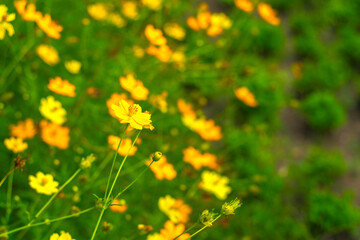 Golden Cosmos Flowers Swaying Gracefully in Verdant Setting