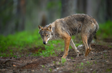 Obraz premium Grey wolf ( Canis lupus ) close up