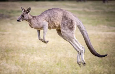 Fototapete Känguru kangaroo in the grass  © Morrie