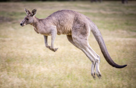 kangaroo in the grass