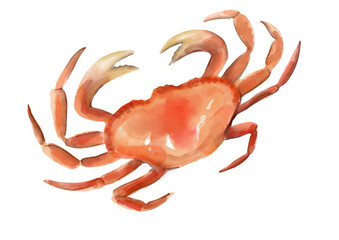 Crab watercolor illustration hand-drawn isolated on transparent background png.. Seafood illustration drawing sticker