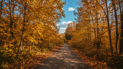 Fototapeta premium Autumn Road