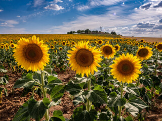 Fototapeta premium Sunflower fields in the province of Cuenca (Spain)