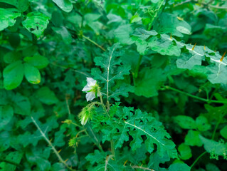 Lush green foliage with dewdrops showcasing nature's serenity and vitality