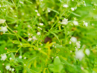 green leaves in the garden