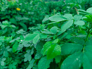 Lush green foliage with dewdrops showcasing nature's serenity and vitality