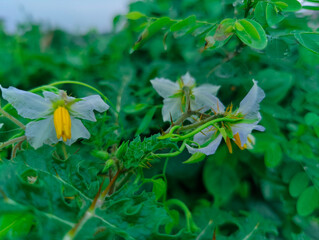 Lush green foliage with dewdrops showcasing nature's serenity and vitality