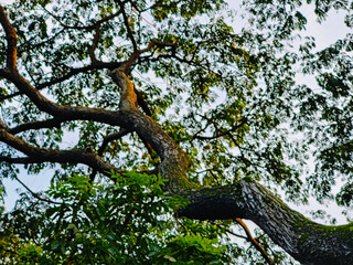 vibrant green  leaves on a tree branch in a natural tropical environment