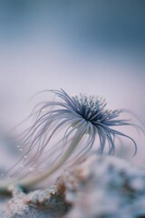 Macro shot of a lone surviving organism showcasing delicate features in a tranquil setting
