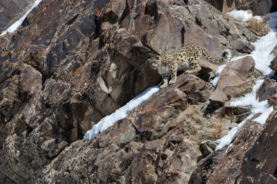 Snow leopard on rocky slope in Hemis National Park Ladakh India