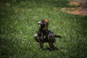 Wedge Tailed Eagle