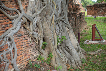アユタヤの遺跡 タイ王国