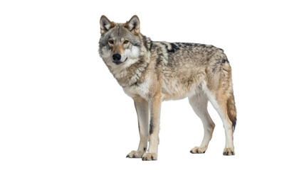 Gray wolf wild animal predator canine species isolated on white background
