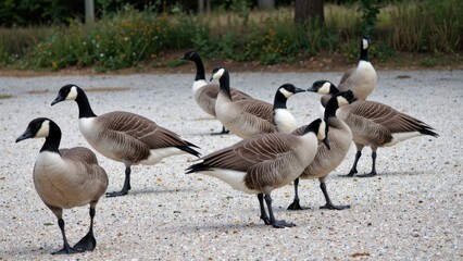 Canada Geese Flock, Peaceful Outdoor Scene, Natural Light, Serene Mood, Wildlife Photography
