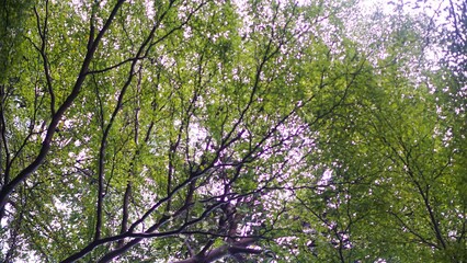 Lush green foliage background representing nature, growth, and environment.