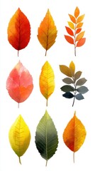 Obraz premium Colorful fall leaves arranged in an artistic layout showcasing the beauty of nature