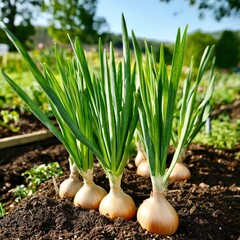 Obraz premium Cluster of onions sprouting in farm soil with healthy green tops
