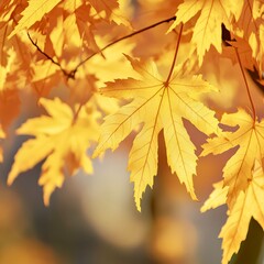 Yellow autumn leaves closeup glowing in sunlight with soft background
