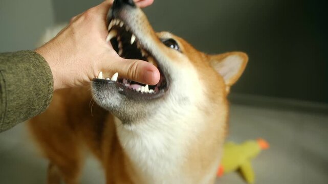 Shiba inu playfully gnawing owner hand, revealing teeth and gums during lighthearted bonding moment, demonstrating gentle interaction and canine companionship. Shiba inu dog biting owner hand