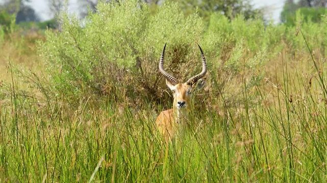 Red Lechwe Walking in Reeds Okavango Delta Africa Botswana