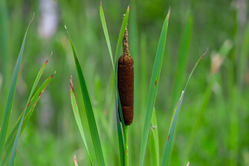 Marsh plant Broadleaf Cattail, Common Cattail, Great Reedmace with green stem and thick long brown head against a background of green grass © Mariia