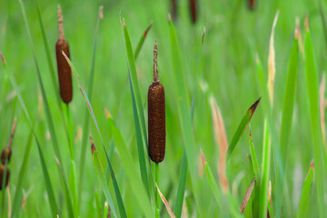 A marsh on a summer day covered with green Broadleaf Cattail stems with thick brown heads