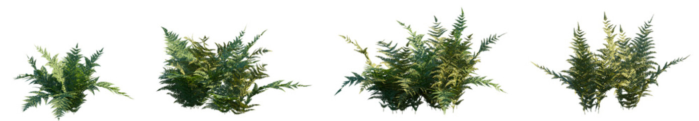 Set of Dryopteris erythrosora (the autumn fern or Japanese shield fern) frontal isolated png on a transparent background perfectly cutout high resolution