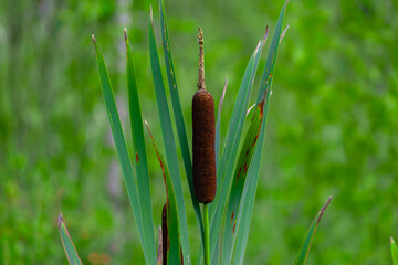 Green stems of Broadleaf Cattail marsh plant with two thick brown heads on a sunny summer day