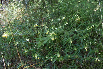 Green leafy plants with yellow flowers in a natural setting  