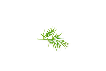 Dill isolated on white background. Fresh organic greens. Dill plantation. Dill leaves. Bunch of spring young dill. Vitamins. Fiber. Aromatic culinary spice.