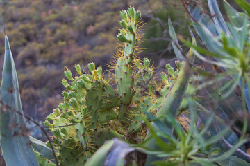 Plants, flowers, cacti in the protected reserve of Caldera de Bandama in Gran Canaria, Spain
