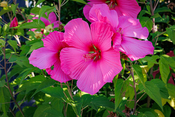 XXL pink Hibiscus moscheutos flowers in full bloom with green leaves in summer garden © Fleuronica