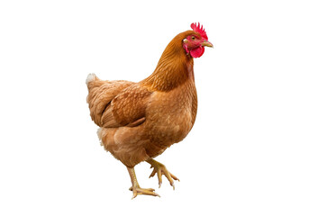 Fototapeta premium Close-up of a brown hen against a black background.