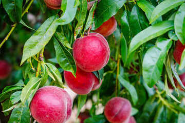 Bright red peaches are clustered among green leaves on a tree, showcasing the bounty of summer in a garden setting
