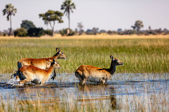 Red lechwe (Kobus leche) wade gracefully through shallow waters of the Okavango Delta, Botswana, surrounded by lush reeds and grasslands under clear African skies.