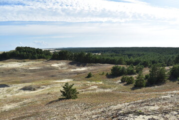 Scenic view of sandy hills and pine trees under a blue sky  