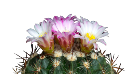 Close-up of cactus with tiny blooming flowers isolated on transparent background. Png