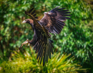 Wedge Tailed Eagle