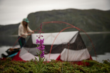 Woman pitching a tent in Jotunheimen, Norway. 