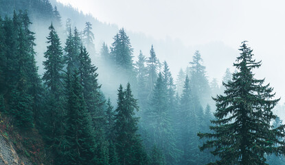 A panoramic view of misty pine trees, muted tones, hazy, and cinematic