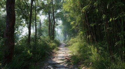 Obraz premium Pathway Through Lush Green Forest With Bamboo And Trees. Serene Nature Trail For Hiking And Exploration