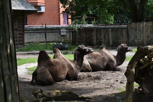 Three camels resting together in a sandy enclosure at the zoo