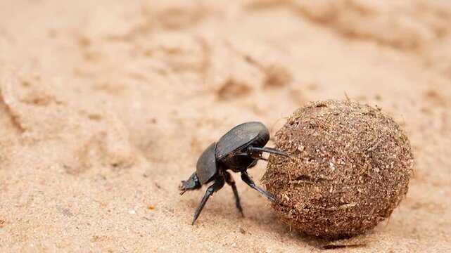 Dung Beetle Africa Elephant Poop Zimbabwe