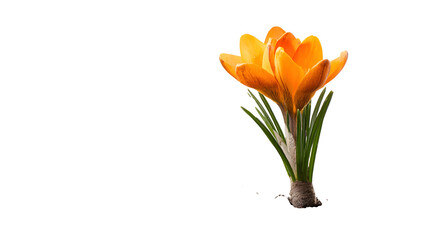 Orange crocus flower sprouting from soil isolated on white