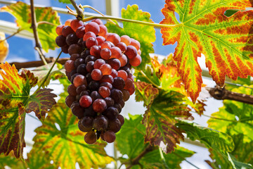 Large bunch of red grapes ripening on a vine in a greenhouse.